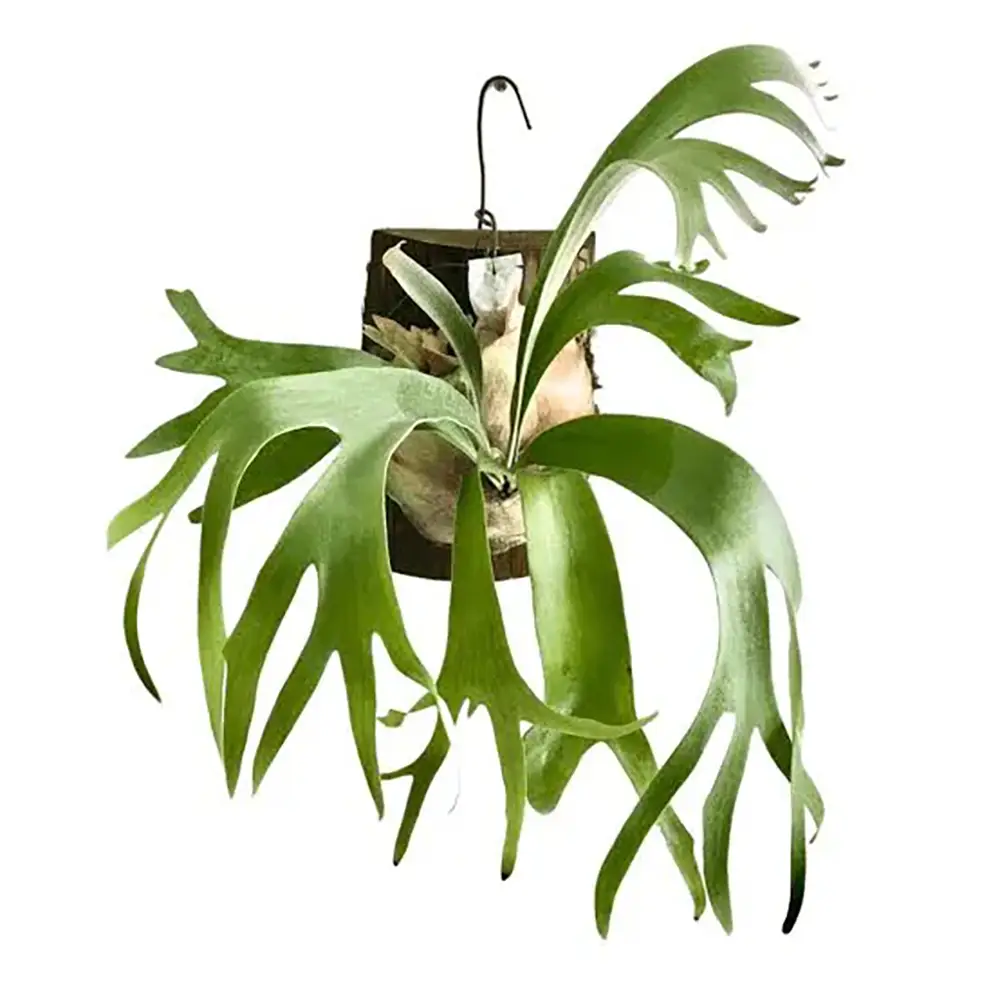 Staghorn Fern 2
