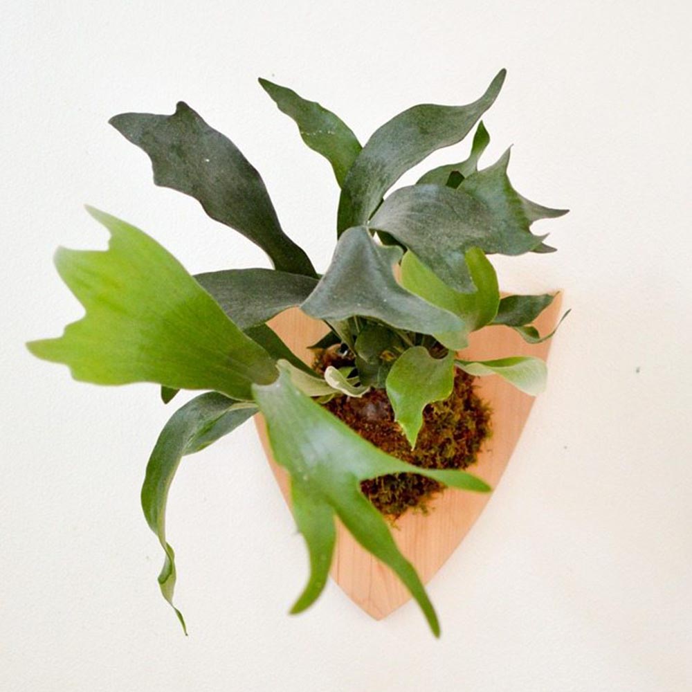 Staghorn Fern 2 - Image 3