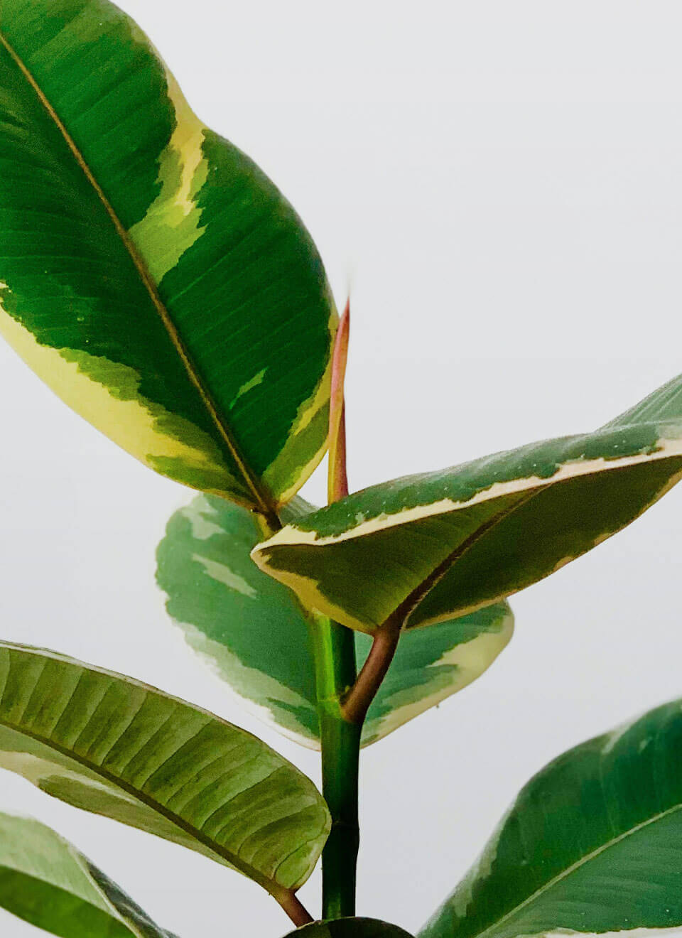 Staghorn Fern 2 - Image 2