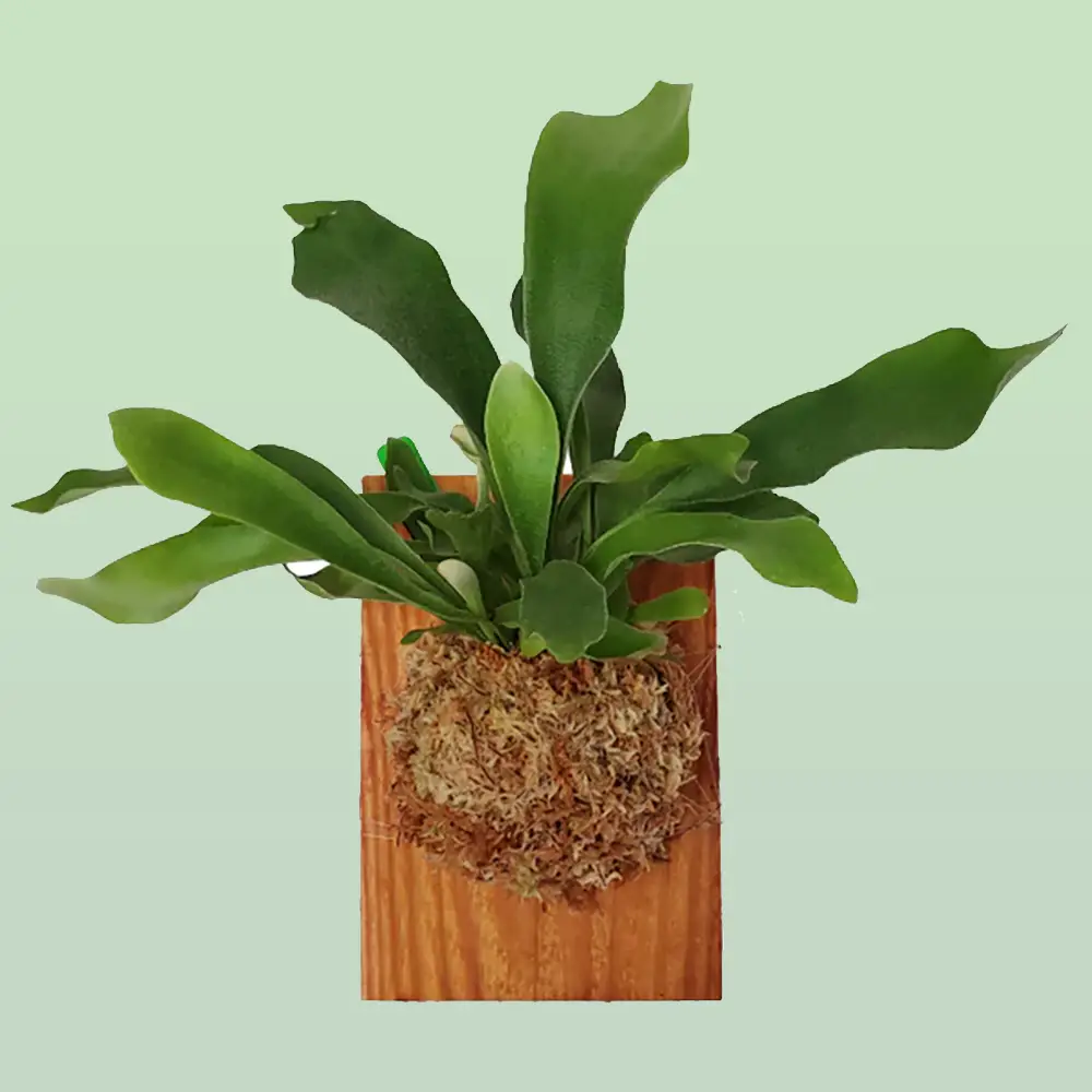Stunning Staghorn Fern